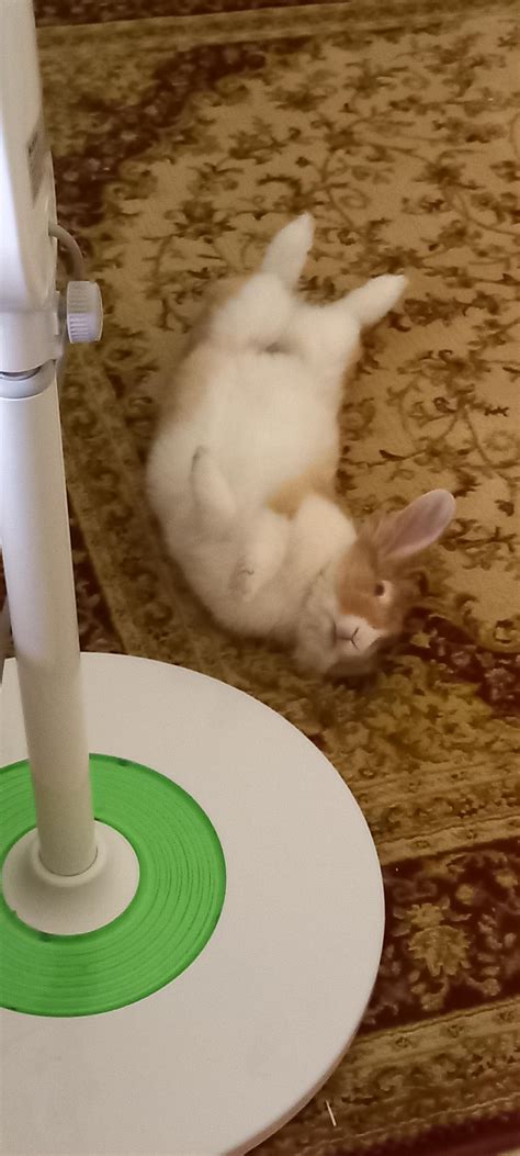 Happy Bunny Flop Rrabbits