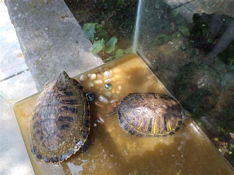 PLEASE HELP- Turtle Rescue : r/turtle