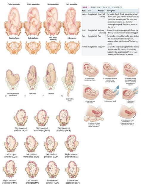 Fetal Position | PDF