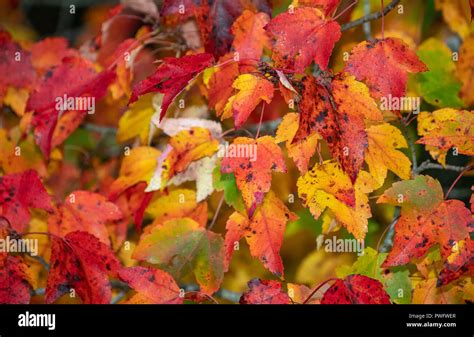 Fall Foliage in Maine Stock Photo - Alamy