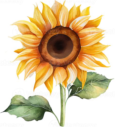 Sunflower Watercolor Illustration 21183320 Png