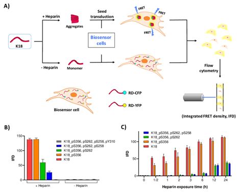 A Schematic Representation Of The Fret Based Seeding Assay Using