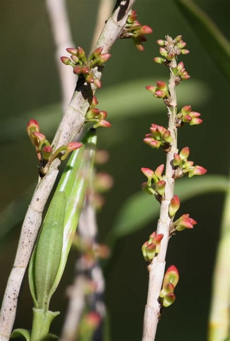 Dendrobium Faciferum Dendrobium Orchids Orchids Plants