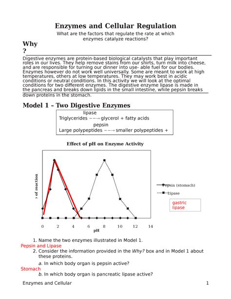 Enzymes And Cellular Regulation Key Why Enzymes And Cellular