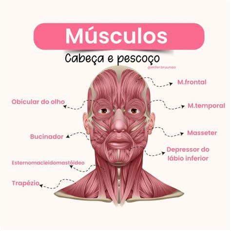 Músculos cabeça e pescoço Body anatomy Anatomy Med school