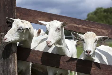 25 Great Goat Fence Ideas for Your Yard in 2022