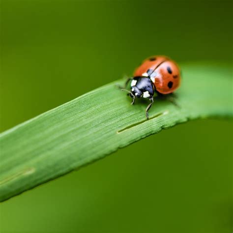 Premium Photo Ladybug On Grass Macro Close Up