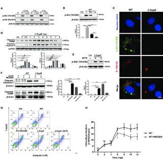 | Inhibition of apoptosis by intermittent Akt phosphorylation was ... 