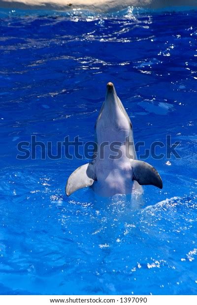 Dolphin Doing Tricks Stock Photo (Edit Now) 1397090