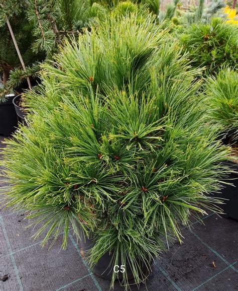 Сосна Веймутовая Грег, Pinus strobus Greg | САД ПОЛТАВИ