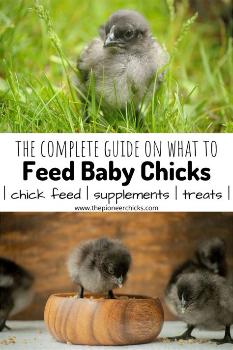 Chick Feeding Guide What To Feed Baby Chicks The Pioneer Chicks