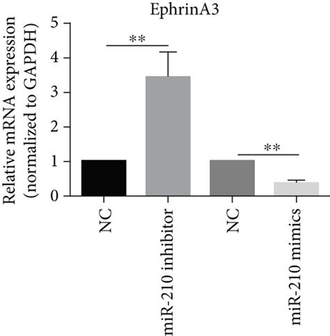 Mir Targets Utr Of Efna A Binding Site Between Mir And