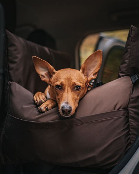 Motion Sickness by Dogs - Causes, Symptoms & Treatments