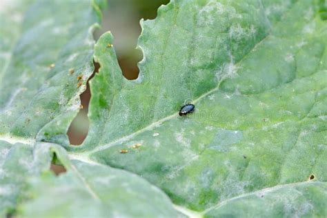 Cabbage Stem Flea Beetle Psylliodes Chrysocephala Stock Photo Image