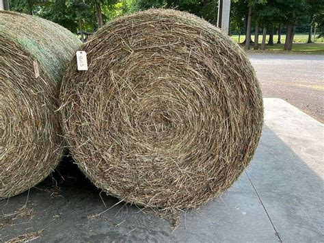 Round Bales St Alfalfa Orchard Grass X Dry Out Of The Field