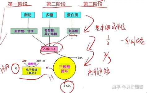 生化——生物氧化 知乎