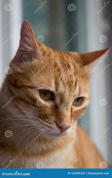 Orange Cat with Green Eyes Portrait Stock Photo - Image of cute, funny: 163495222