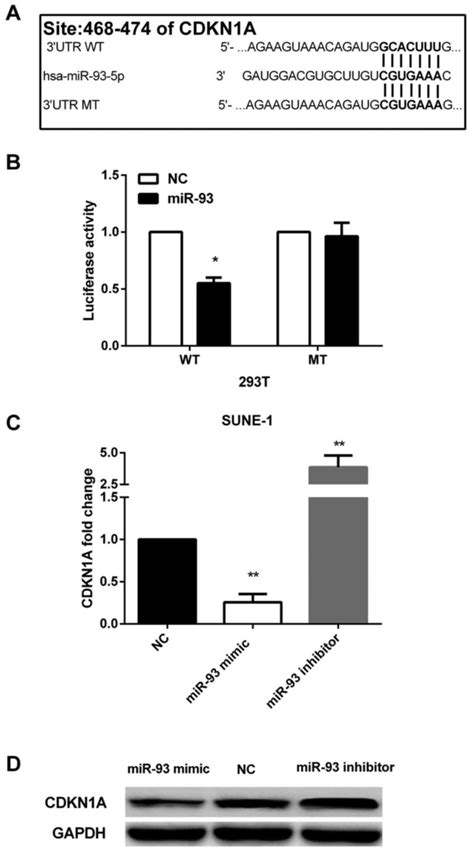 Mir Enhances Cell Proliferation By Directly Targeting Cdkn A In