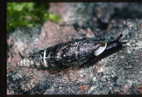 Clausilia Dubia Alchetron The Free Social Encyclopedia