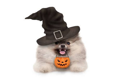 640+ Pomeranian Costumes Stock Photos, Pictures & Royalty-Free Images - iStock