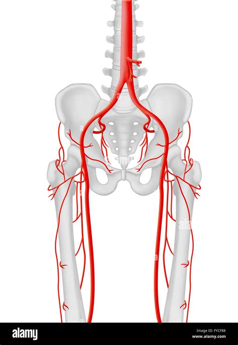 Lower Limb Blood Circulation Stock Photo Alamy