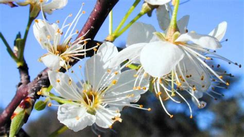 Prunus Mexicana Mexican Plum Dallas County Master Gardeners Association