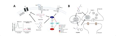 | Schematic models for mechanism of action of anti-AD drug candidates ...