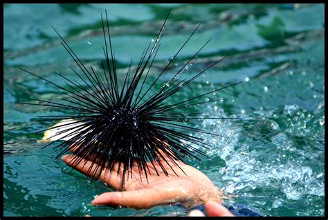 How Does Temperature Affect Sea Urchins