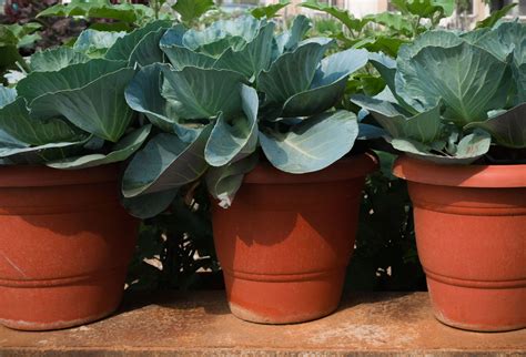 How To Grow Cabbage In Pots