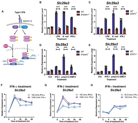 Type I Ifn Upregulates Ent3 Transcripts Through An Ifnar1 Stat1 Axis A Download Scientific