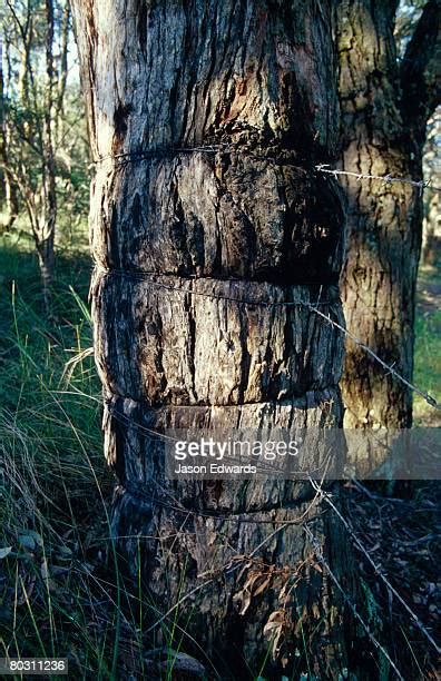 195 Bunyip State Park Stock Photos, High-Res Pictures, and Images ...