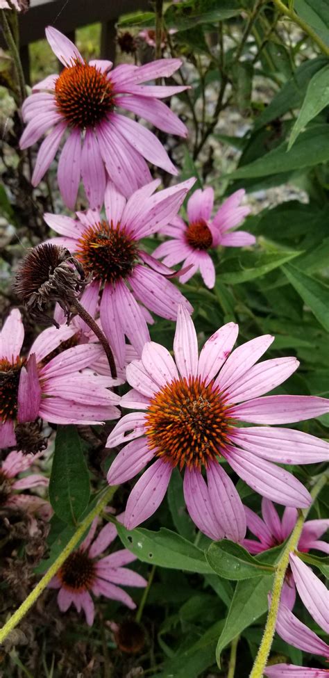 Purple coneflowers still in bloom : r/gardening