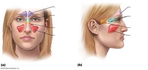 Sinuses Diagram Quizlet