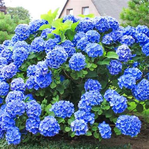 Гортензия крупнолистная Голубая лагуна