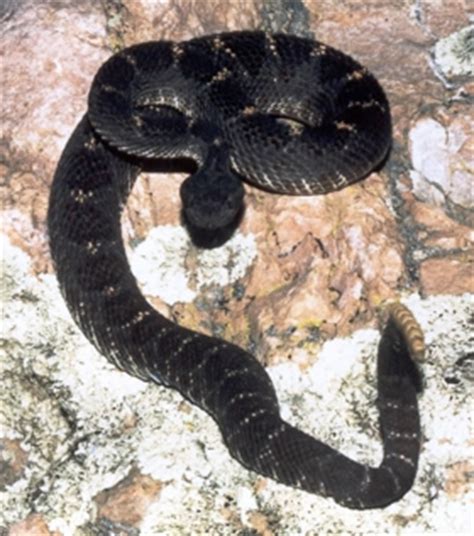 Arizona black rattlesnake research - Tonto National Monument (U.S ...