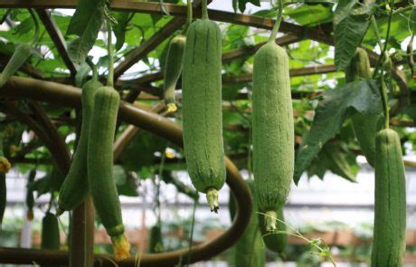 Come Coltivare La Luffa Per Avere Spugne Vegetali