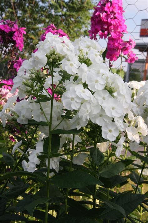 Syysleimu Valkoinen Phlox Paniculata White Admiral