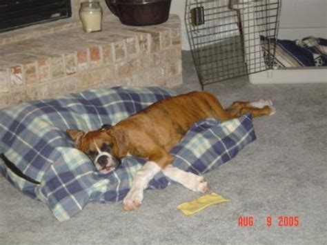 Annie_C | Boxer World Forums