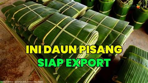 Agrotek Daun Pisang Siap Export Dan Ini Tips Cara Export Daun Pisang