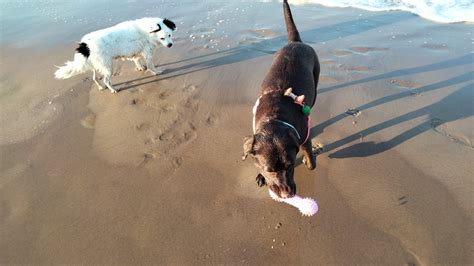 Petición · Perros En La Playa Perellonetque Pongan Un Par De Horas