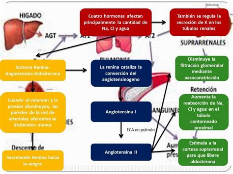 El Blog De Fisiologia De Israel Aramburo Lucas Regulacion Hormonal De La Reabsorcion Y La