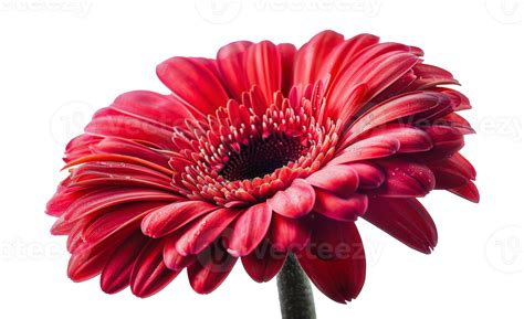 Bright Red Gerbera Daisy Cut Out Stock 45913549 Png