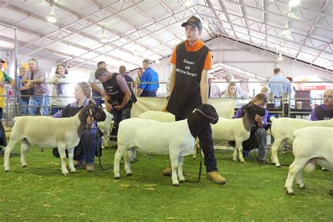 Dorper Sheep Society Australia Melete