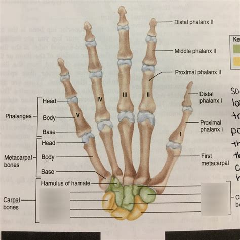 Carpal Bones Diagram | Quizlet