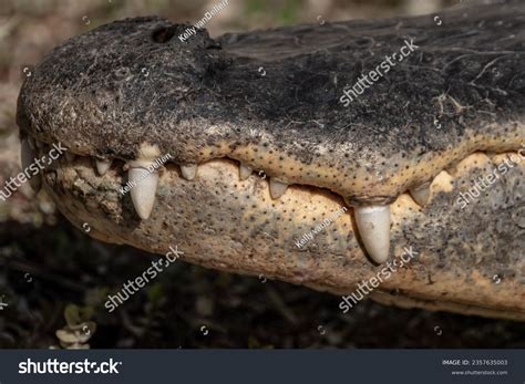 Overbite Alligator Teeth Close Everglades Stock Photo 2357635003 ...