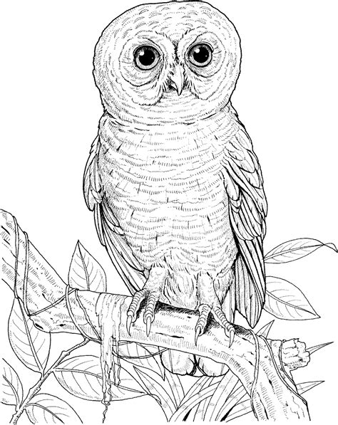 Printable Owl Coloring Pages