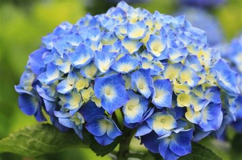 How to Grow and Care for Hydrangea 'Nikko Blue'