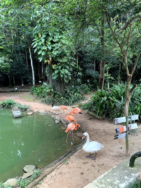 Parque Zoológico De São Paulo Preço Do Ingresso Horários E Animais