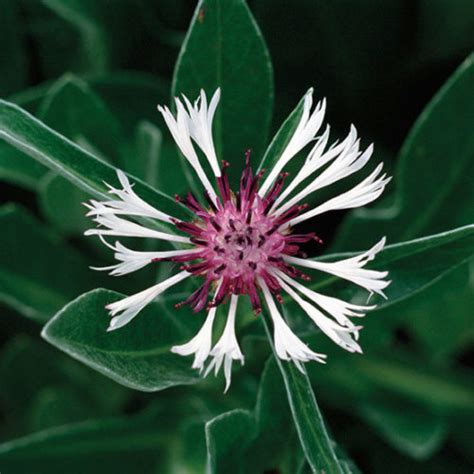 Amethyst In Snow Mountain Bluet Fine Gardening