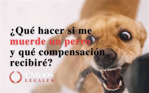 Qué hacer si me muerde un perro en Los Ángeles y qué compensación